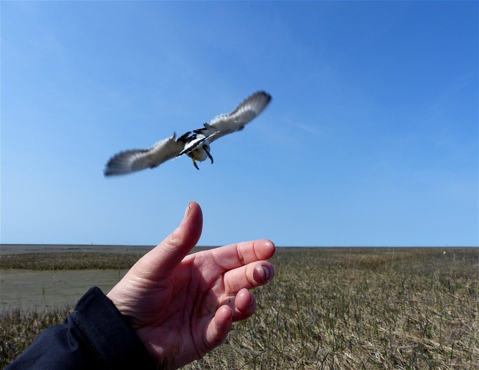 Black Turnstone release photo