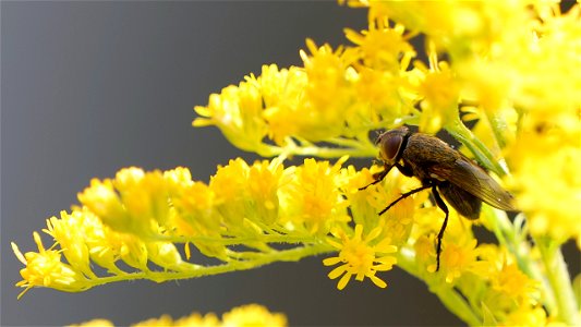 Pollenia cf. rudis (Schmeißfliegenart)