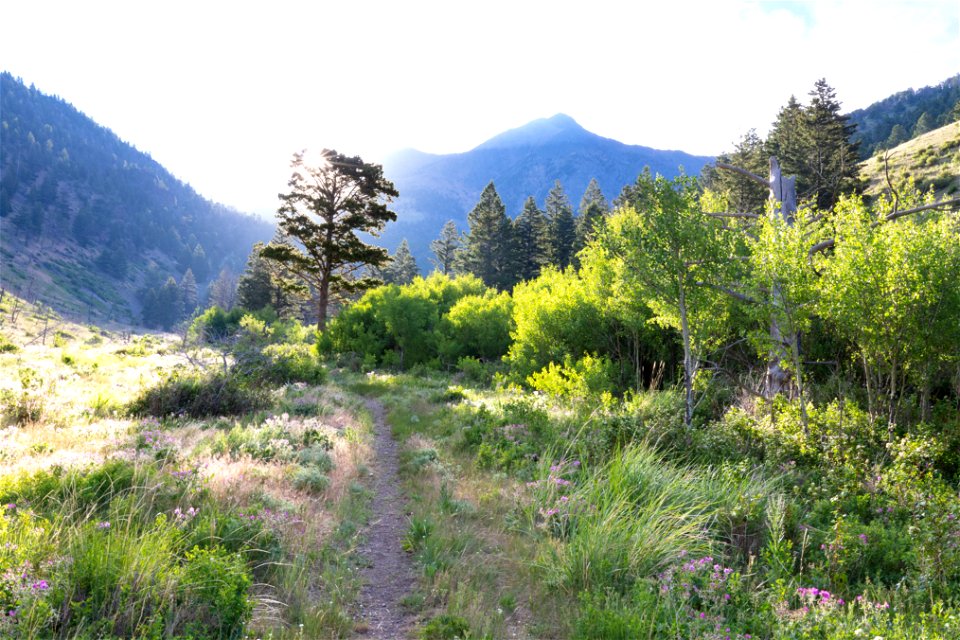 Custer-Gallatin National Forest, Emigrant Peak Trail: early start