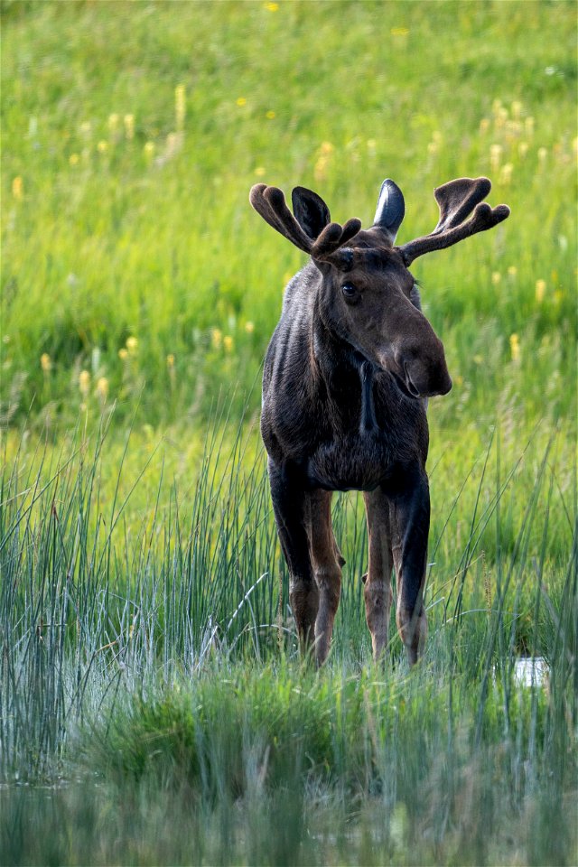 Bull Moose
