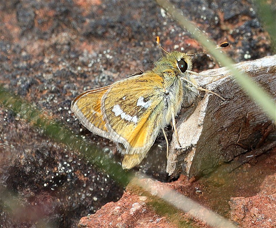 SKIPPER, COLUMBIAN (Hesperia columbia) (05-15-2022) 8 dollar mountain botanical wayside, josephine co, or (9)