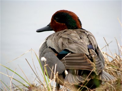 Male Green-winged teal