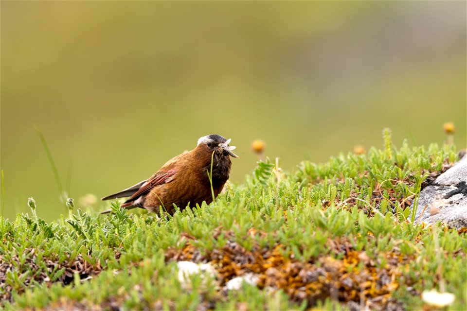 Gray-crowned rosy finch in the subalpine tundra