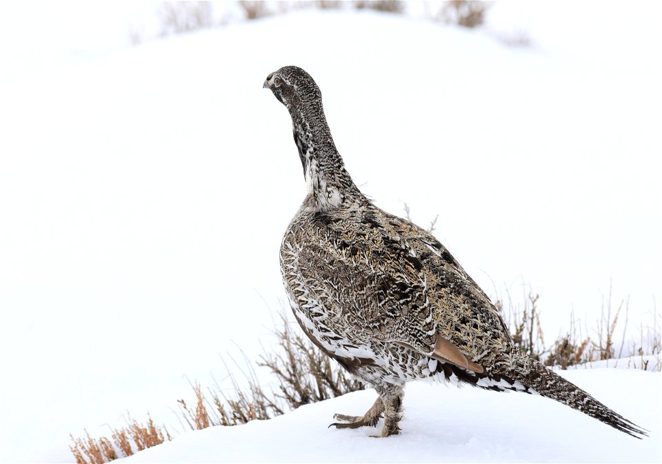 Greater sage-grouse on Seedskadee National Wildlife Refuge