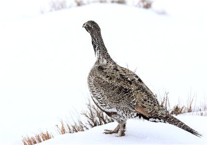 Greater sage-grouse on Seedskadee National Wildlife Refuge photo