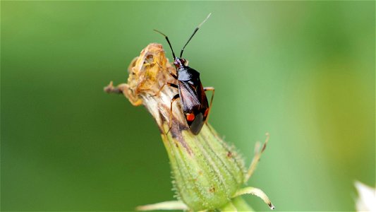 Deraeocoris ruber (Rote Weichwanze), dunkle Farbform