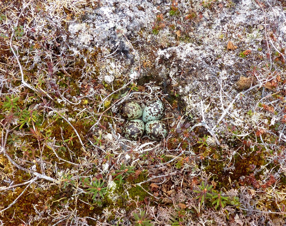 Rock Sandpiper nest photo