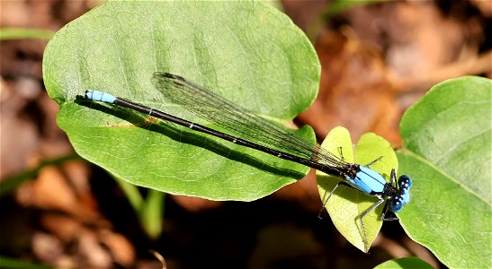 DANCER, BLUE-FRONTED ((Argia apicalis) (06-06-2023) Quest at Latta Nature Preserve, mecklenburg co, nc -03