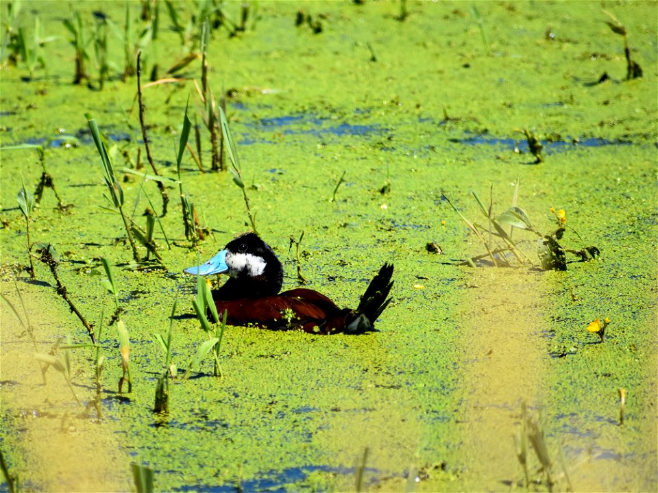 Ruddy Duck on Krell WPA Lake Andes Wetland Management District South Dakota photo