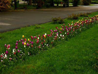 Herestrau Park in spring (46)