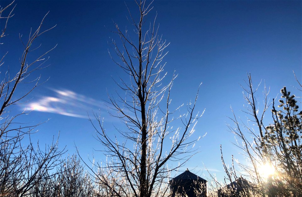 Iced to the Tips Poplars