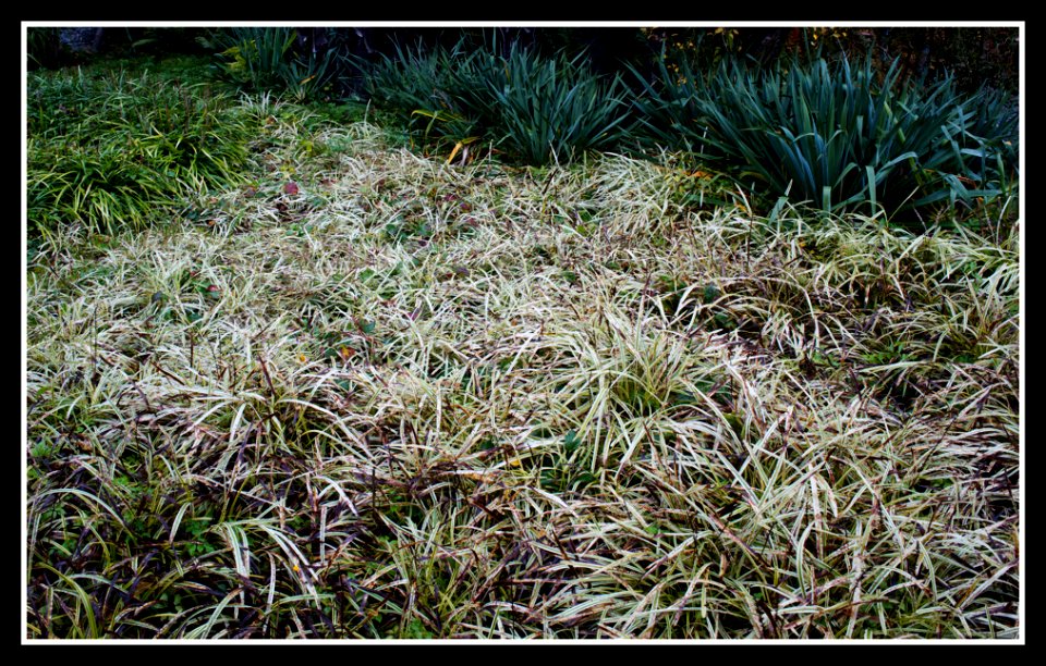 Agfa Ultra Color style gardening