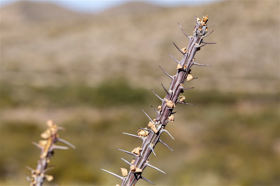 Fouquieria splendens
