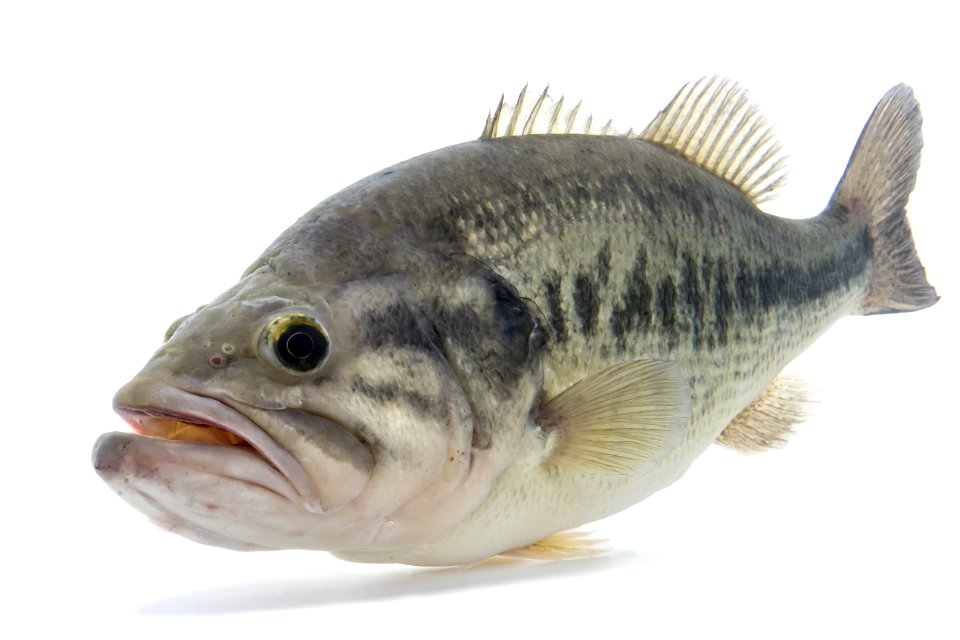 Largemouth Bass (Micropterus salmoides)