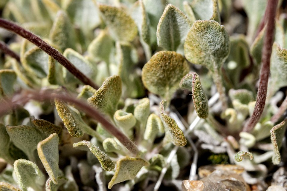 Eriogonum ovalifolium