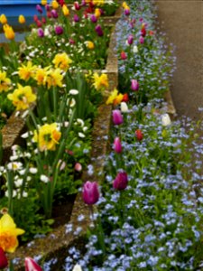 Herestrau Park in spring (125)