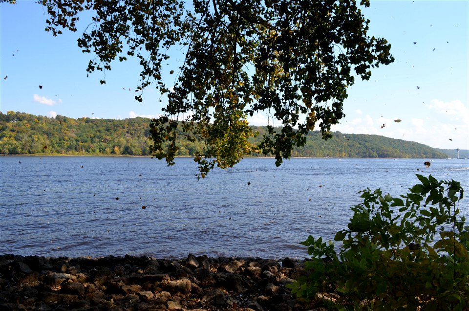 Insect invasion or leaves falling? Stillwater is changing with the seasons