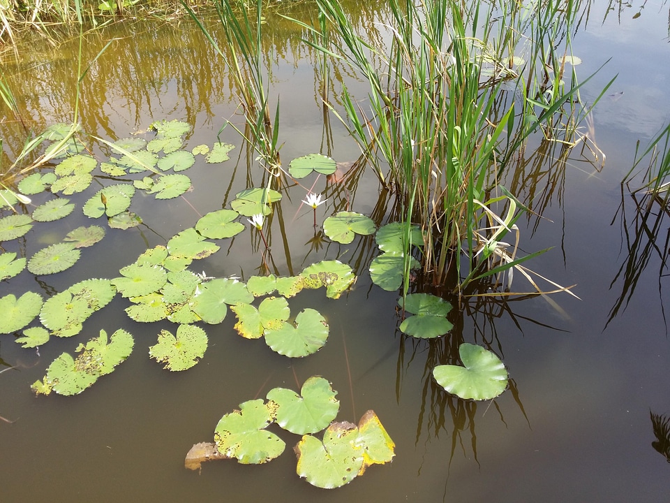 Nature landscape water