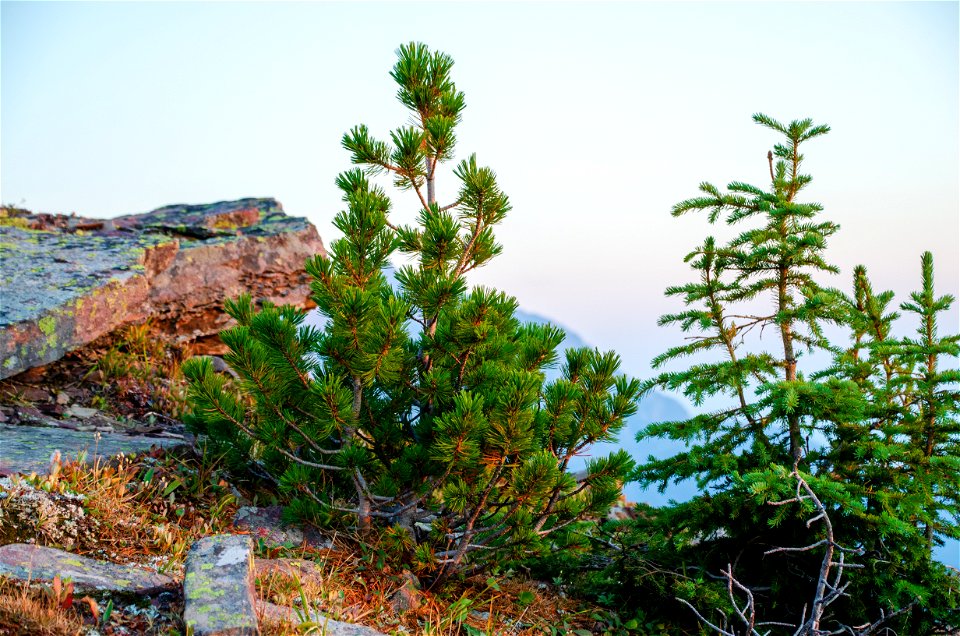 A Young Whitebark Pine photo