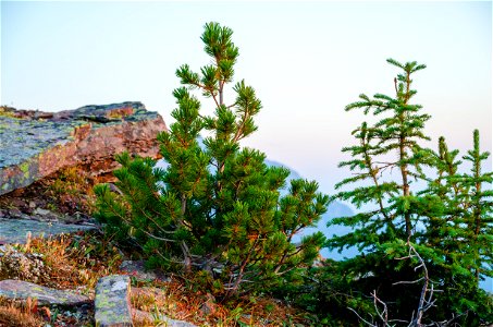 A Young Whitebark Pine