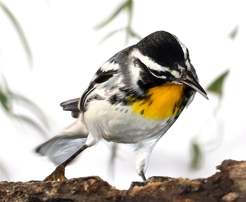 836 - YELLOW-THROATED WARBLER (11-27-2022) americana rv park, palmview, hidalgo co, tx (3)