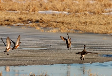 American Wigeon and Pintail ducks in Flight Huron Wetland Management District photo
