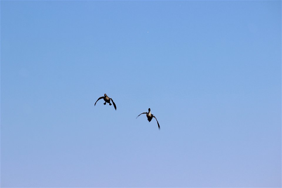 Pair of Northern Pintails Lake Andes Wetland Management Disrtict South Dakota