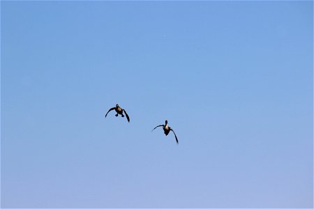 Pair of Northern Pintails Lake Andes Wetland Management Disrtict South Dakota photo