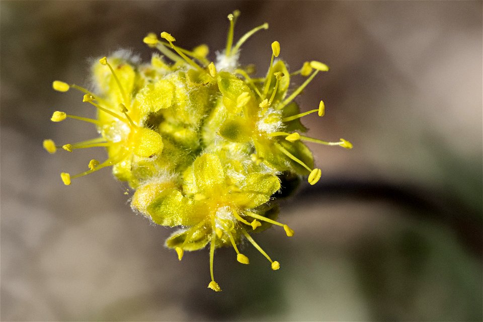 Eriogonum lachnogynum lachnogynum