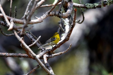 Pine warbler photo