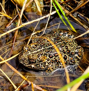 Dixie Valley toad in its wetland habitat. photo