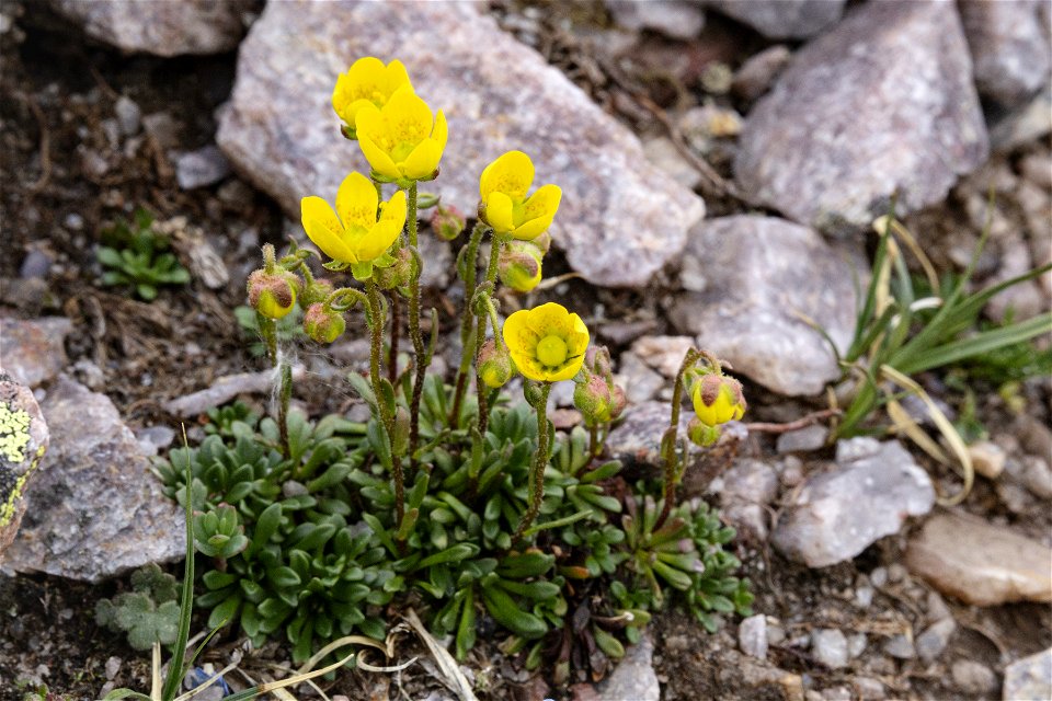 Saxifraga chrysantha photo