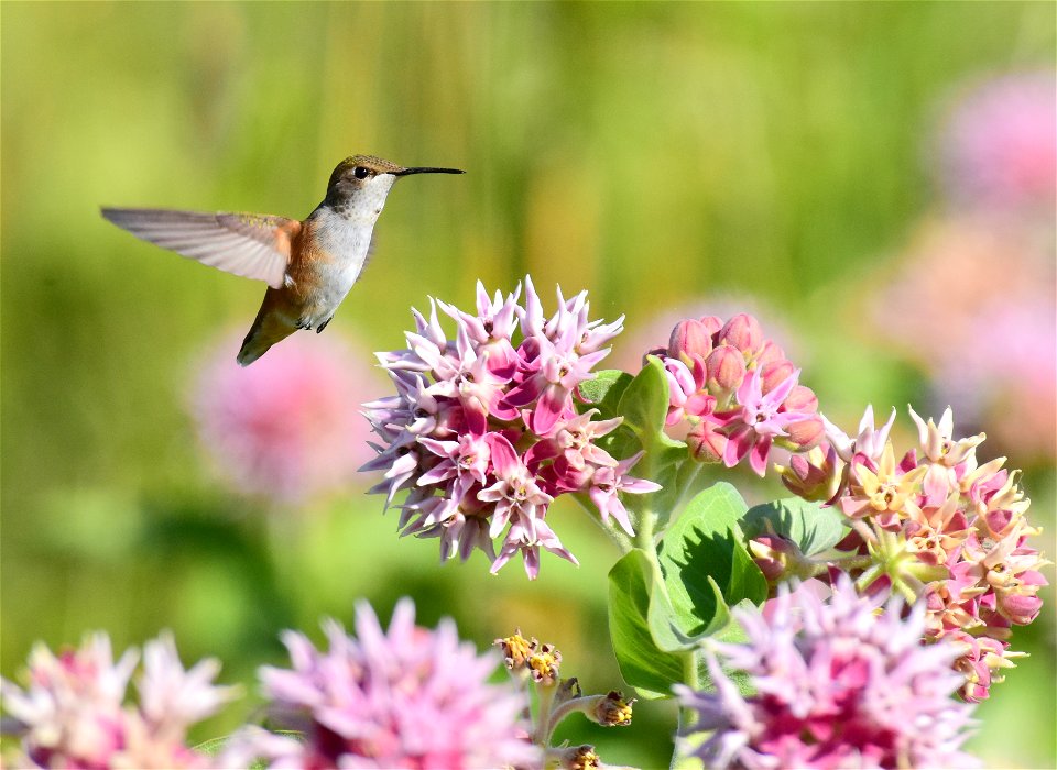 Rufous hummingbird at Seedskadee National Wildlife Refuge