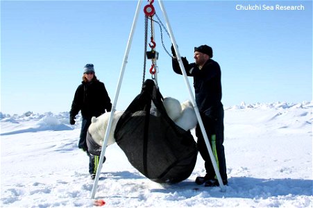 Polar Bear getting weighed