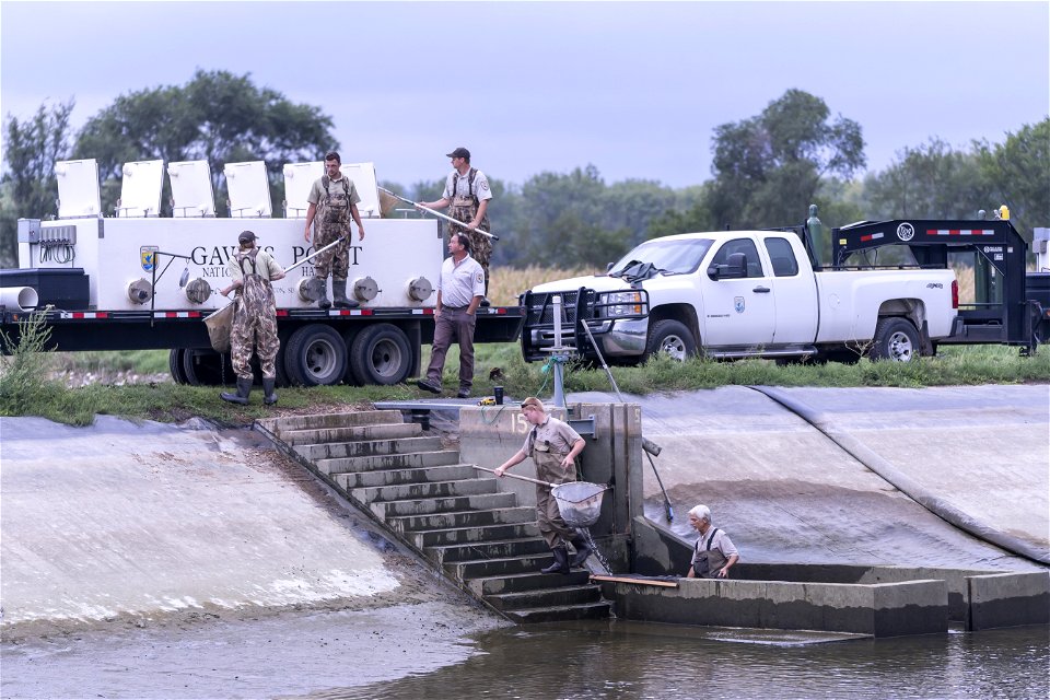 Paddlefish Pond Harvest