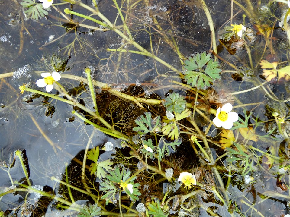 Ranunculus peltatus subsp. baudotii (Godr.) Meikle ex C.D.K.Cook, 1984