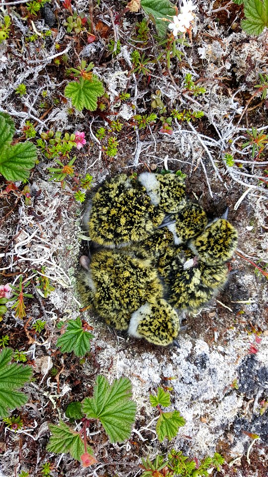 Black-bellied plover nest photo