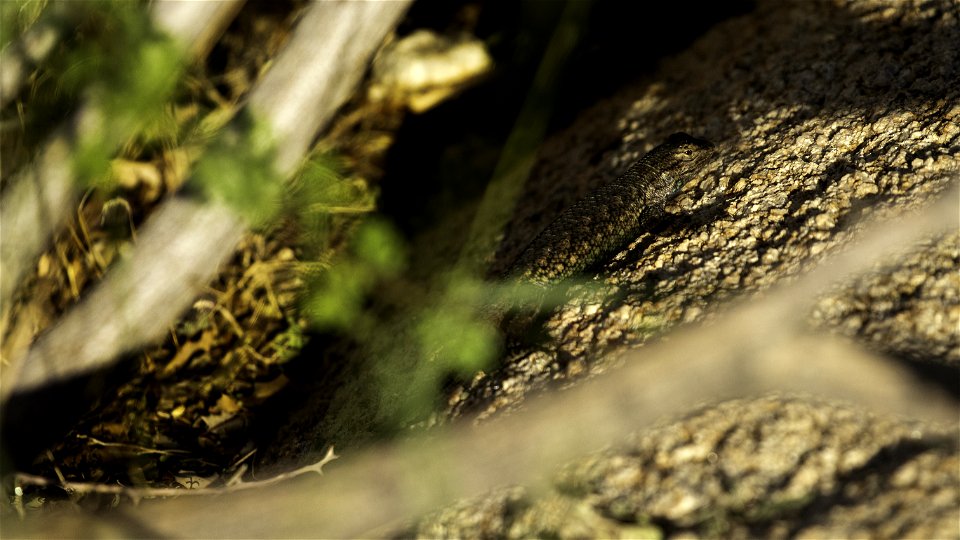 Western Fence Lizard photo