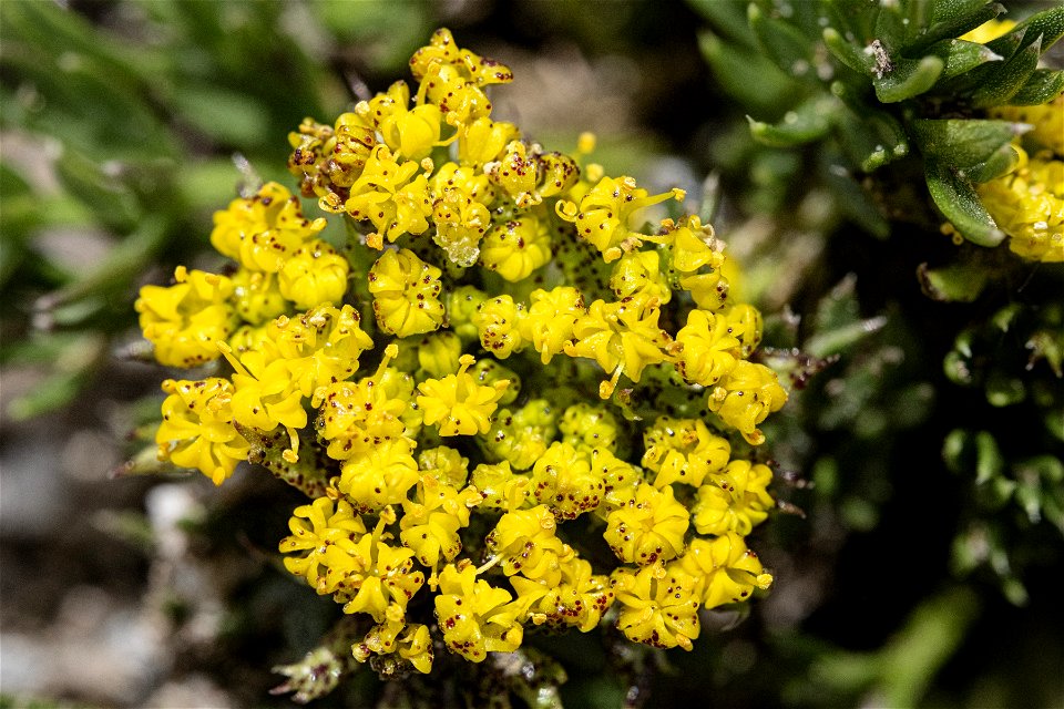 Cymopterus bakeri photo