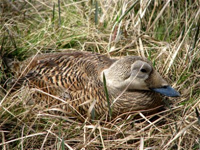 Spectacled Eider incubating