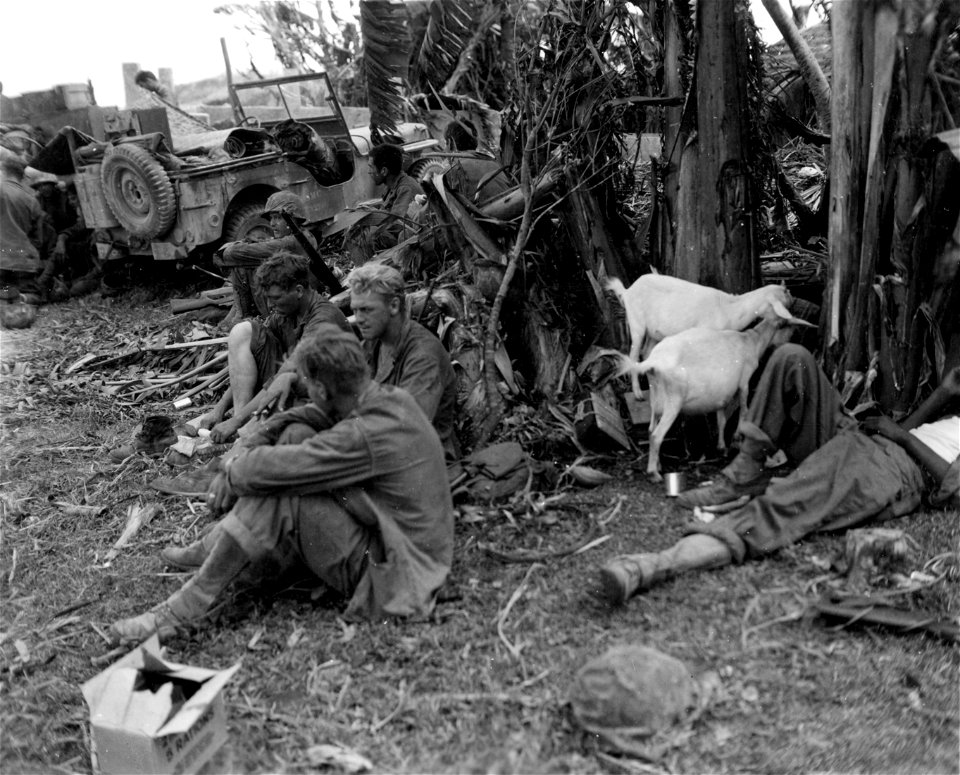 Marines attached to 23rd Marines rest at front after attacking Jap positions. Goats rummage among banana trees to the right. Saipan. June, 1944.