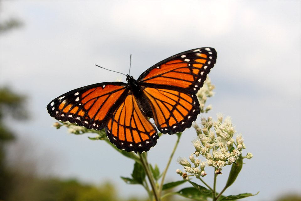 Viceroy Butterfly