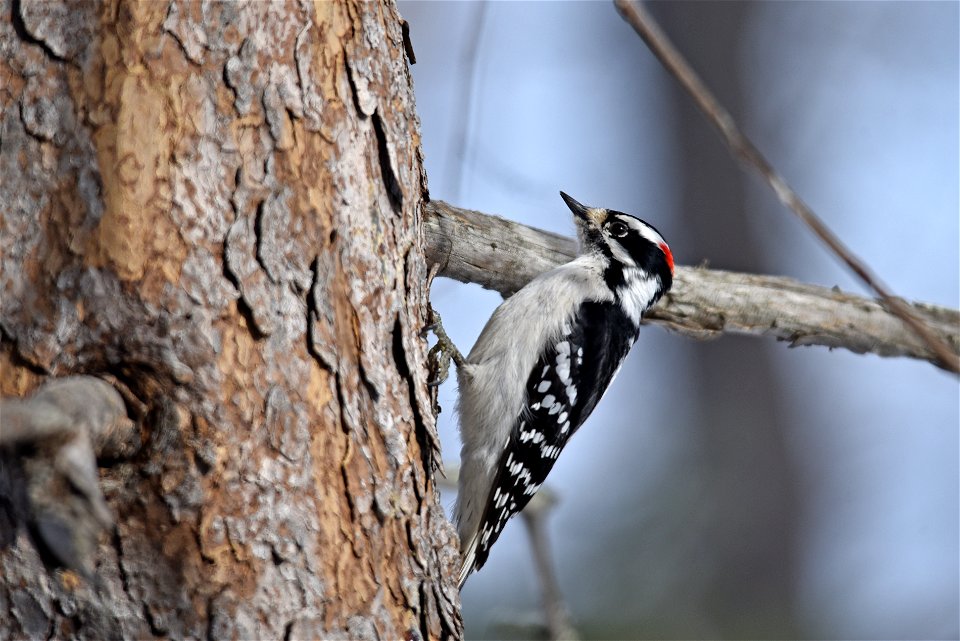 Downy woodpecker perched on a tree