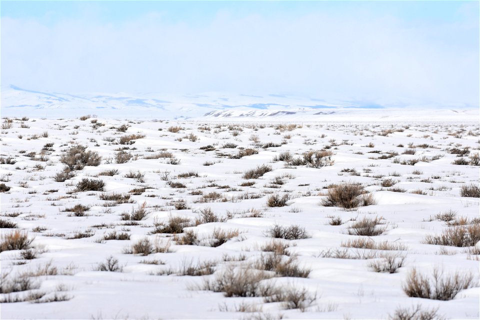 Greater sage-grouse on Seedskadee National Wildlife Refuge