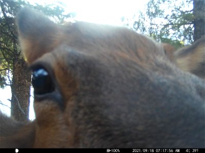Trail camera on the National Elk Refuge