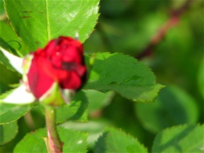 trandaf-rosu2009_0515_084353