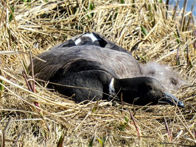 Black brant nesting on Yukon Delta NWR photo