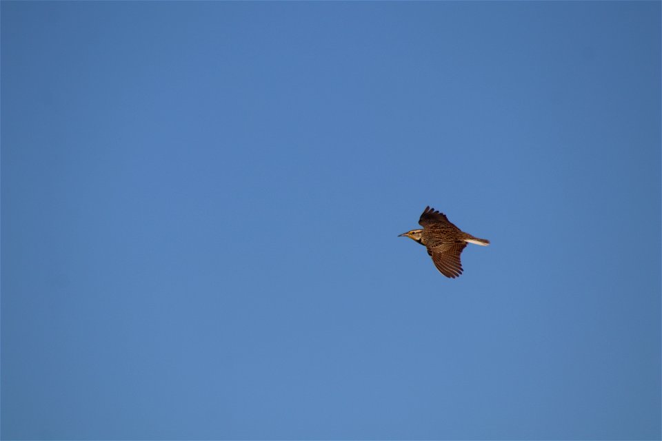 Western Meadowlark Lake Andes National Wildlife Refuge South Dakota photo