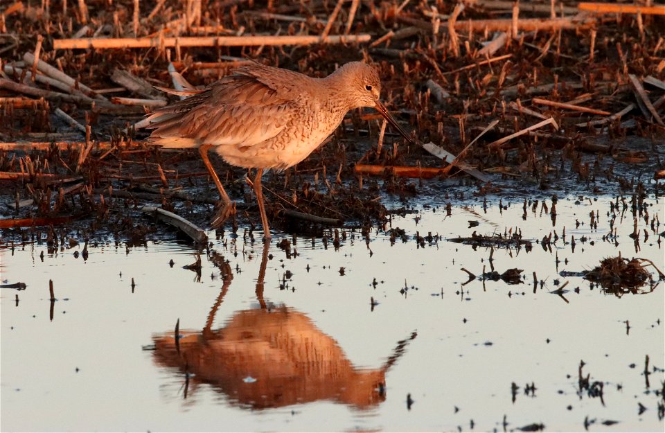 Willet Huron Wetland Management District South Dakota photo