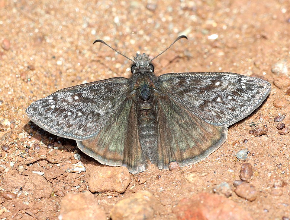 DUSKYWING, PROPERTIUS (Erynnis propertius) (04-24-2022) west of o'brian on lone mt rd at or mt botanical area, josephine co, or-01